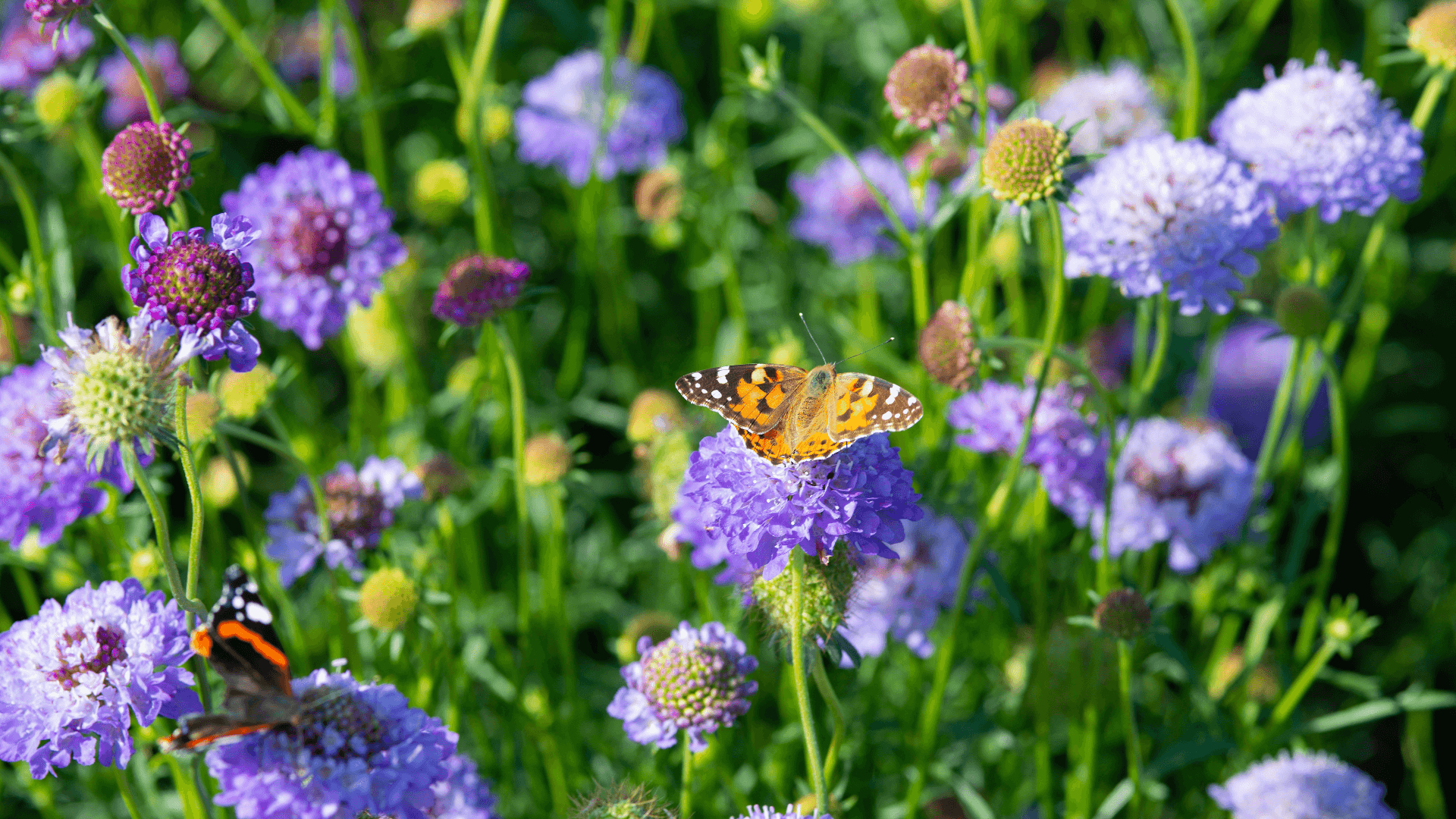 flowering native plants with butterflies