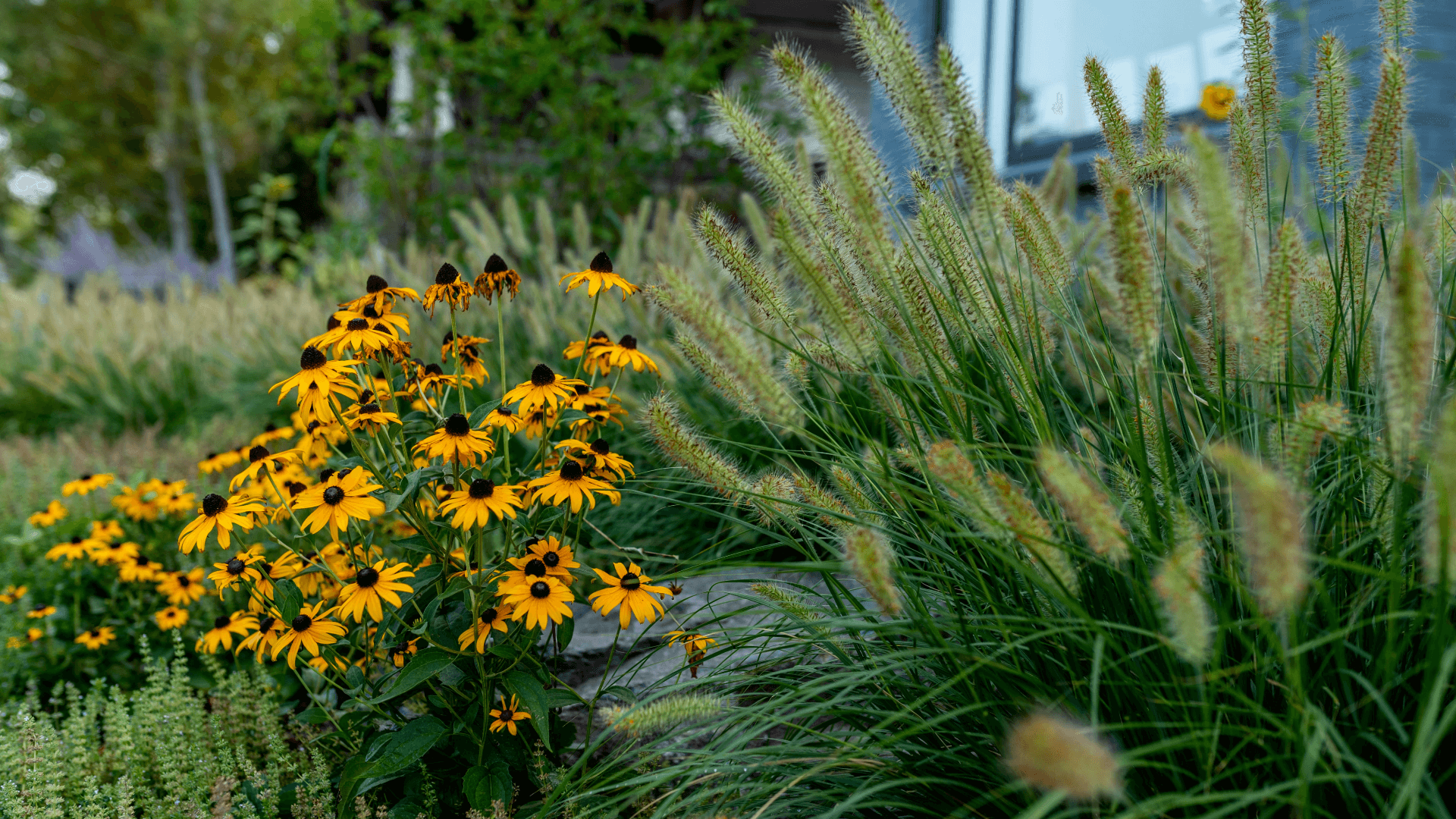 Native fountain grass next to yellow perennial flowers