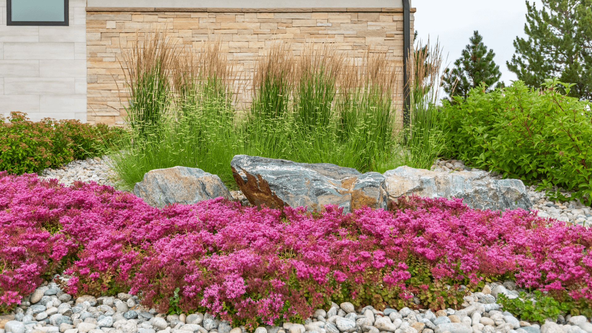 pink native flowers on a bed of smaller rocks. Boulders and large native grass in the background