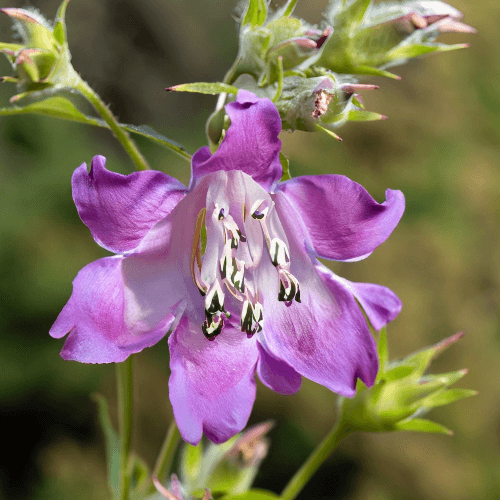 Rocky Mountain Penstemon (Penstemon strictus) closeup