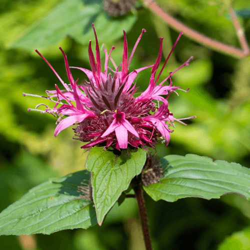 Native Bee Balm (Monarda fistulosa) closeup