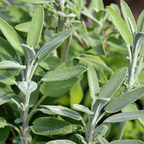 Garden Sage (Salvia officinalis) closeup