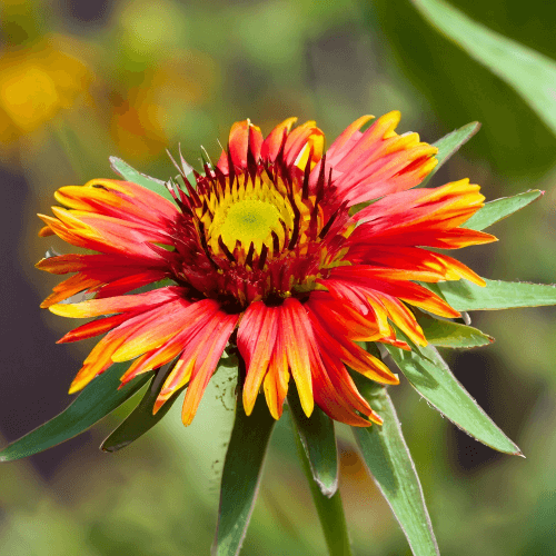 Indian Blanket (Gillardia pulchella) closeup