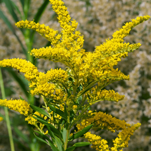 Showy & Early Goldenrod (Solidago gigantea & speciosa) closeup