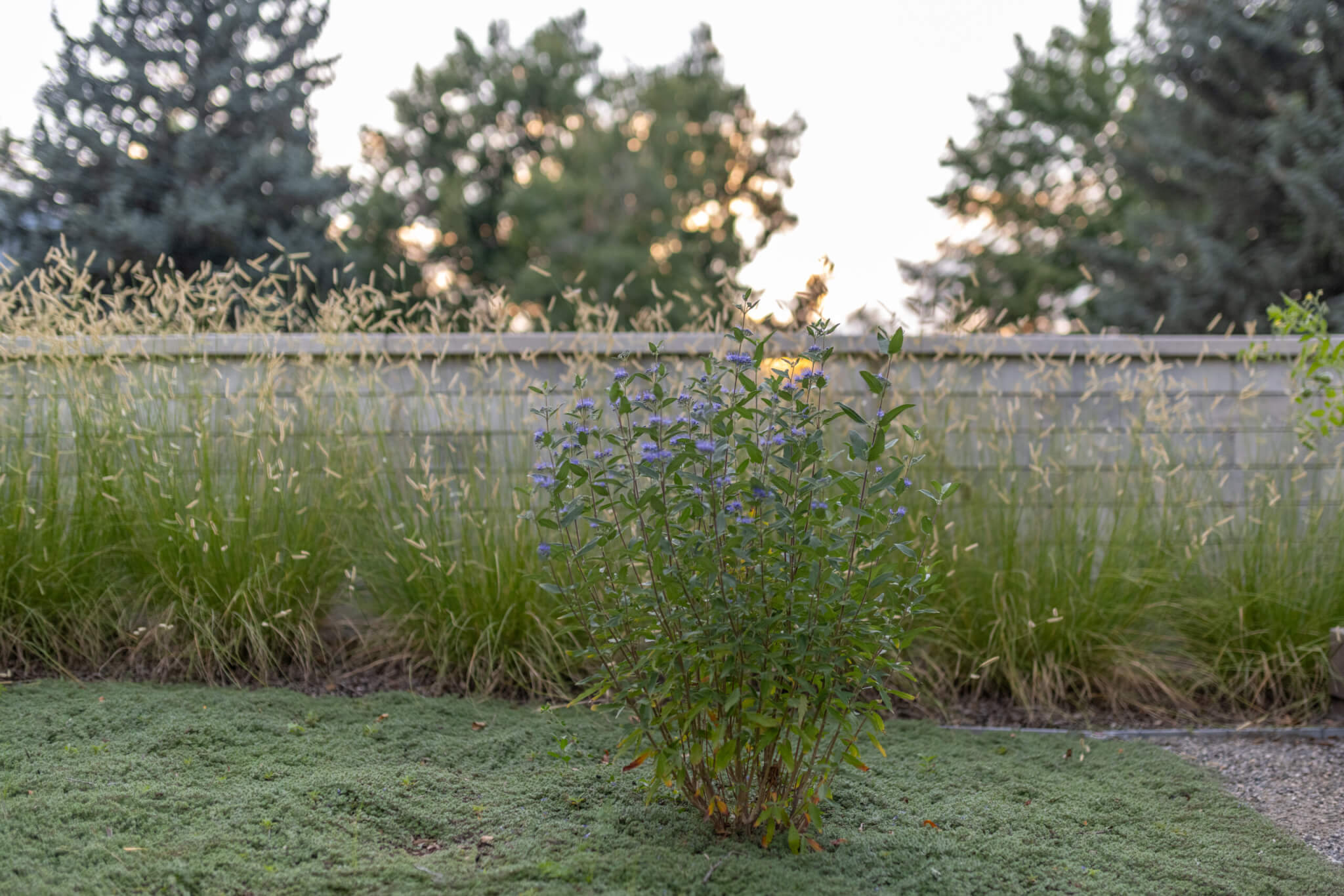 garden area filled with grass plants and flower plant