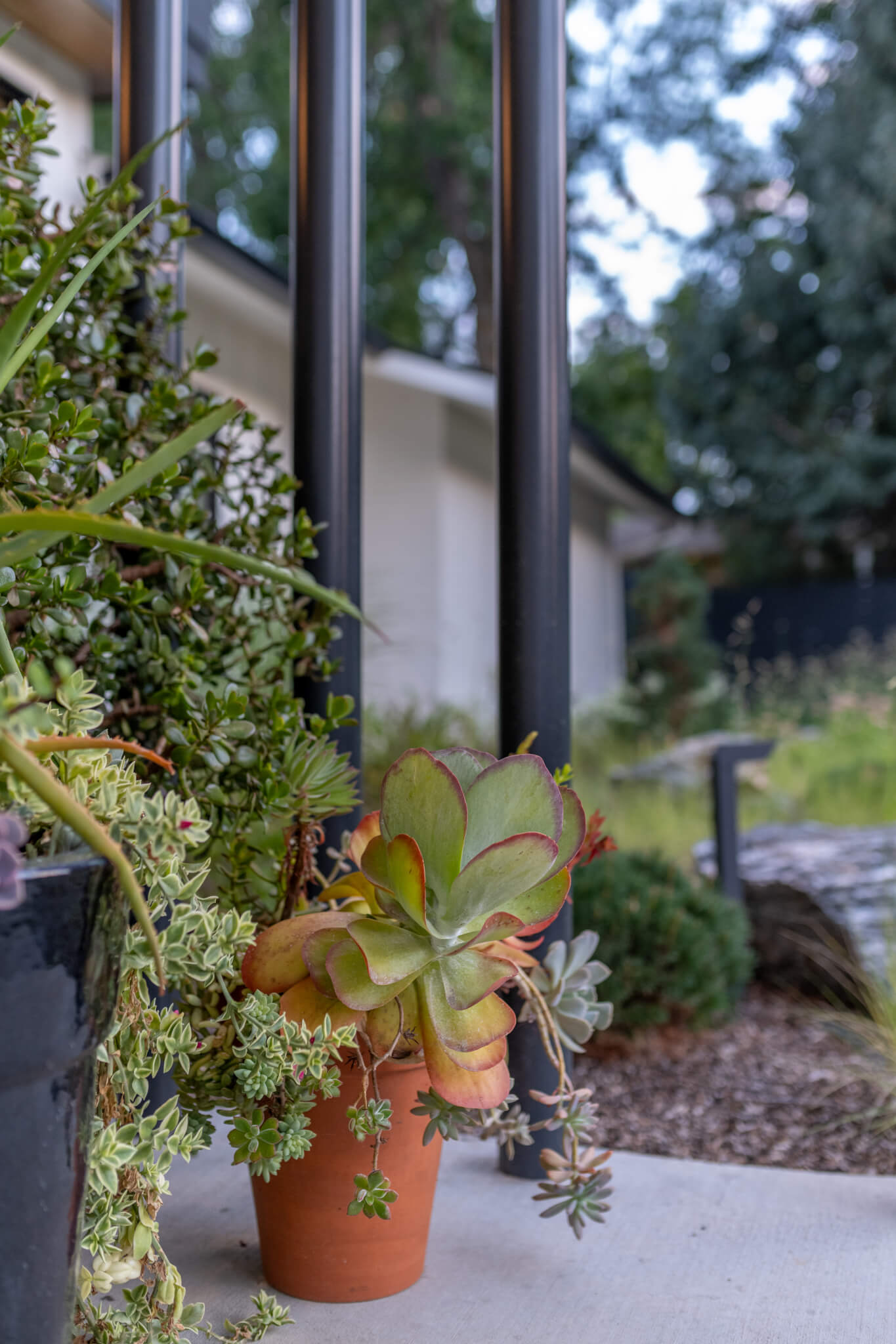 croton plants in two pots out side of the house